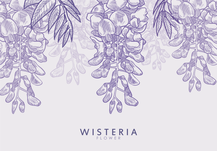 700x490 Free Hand Drawn Wisteria Flower Vectors - Wisteria Drawing