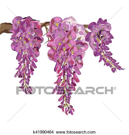 450x470 Wisteria Clipart Botanical Drawing - Wisteria Drawing