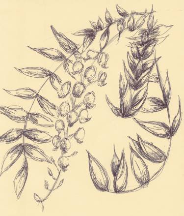 375x439 Wisteria Drawing - Wisteria Drawing