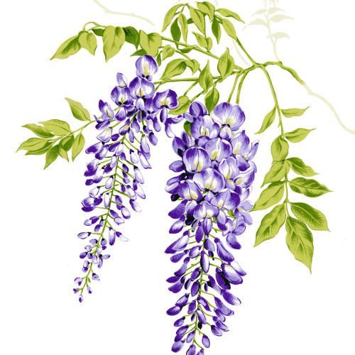 Wisteria Drawing at Explore collection of Wisteria