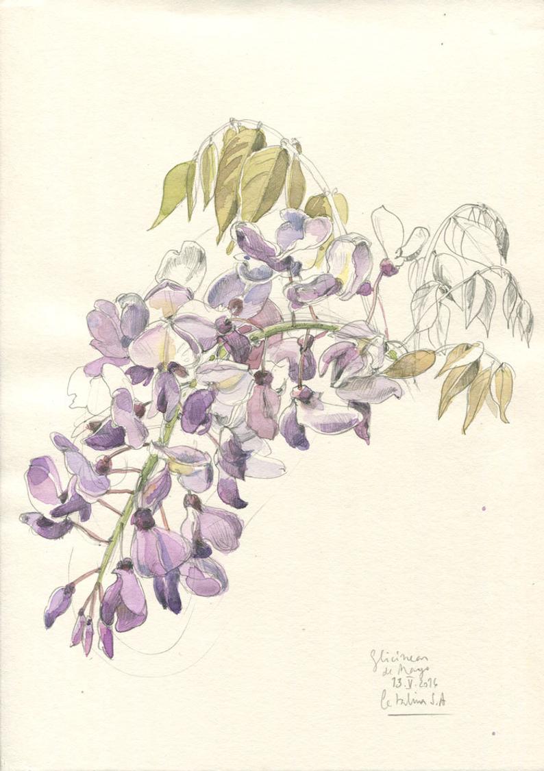 794x1126 Wisteria Drawing Original Pencil Watercolor Painting Of Etsy - Wisteria Drawing