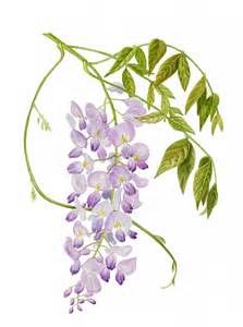 223x300 Wisteria Line Drawing - Wisteria Drawing