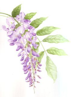 236x322 Wisteria Tree Drawing - Wisteria Drawing