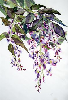 236x343 Best Botanical Drawings Paintings Pictures Images - Wisteria Drawing