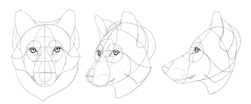 1000x416 how to draw a wolf head and shoulders, knees and paws - Wolf Anatomy Drawing