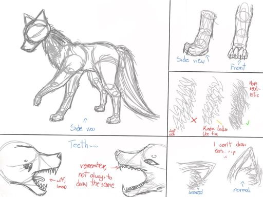 512x384 Wolf Anatomy Wiki Art Amino - Wolf Anatomy Drawing