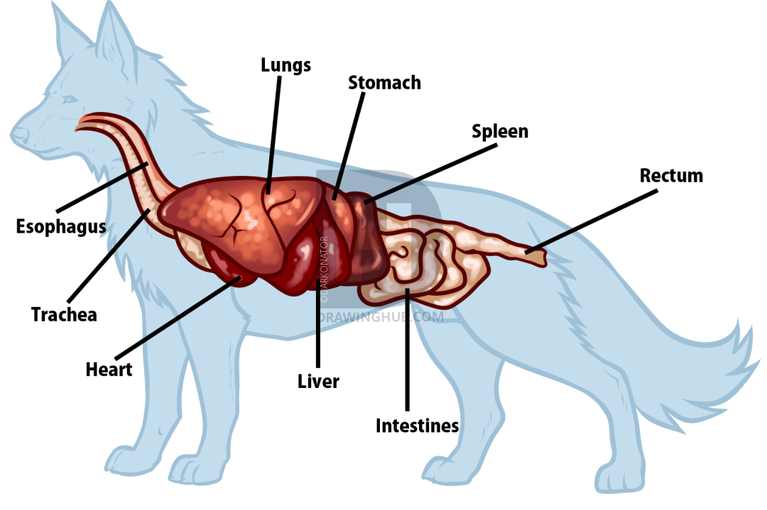 1080x719 Wolf Anatomy Drawing, Step - Wolf Anatomy Drawing