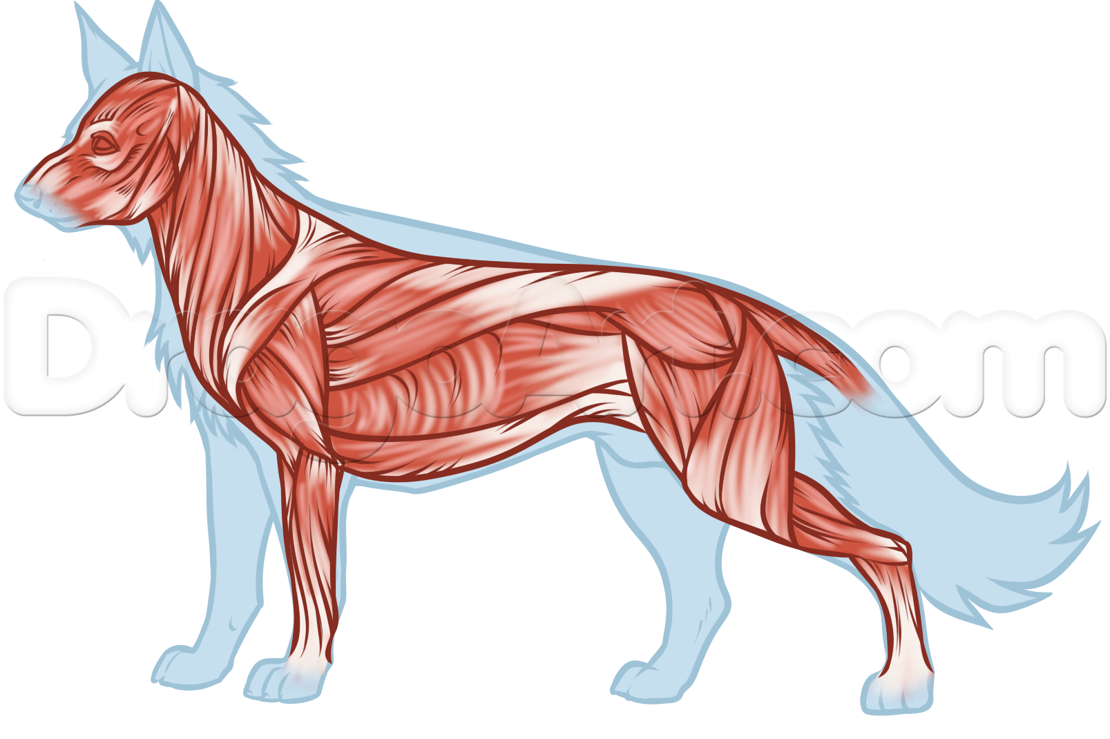Wolf Anatomy Drawing at Explore collection of Wolf