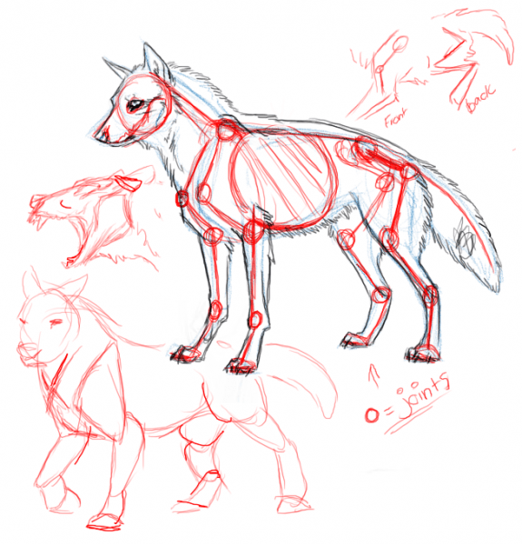 575x600 Wolf Anatomy Drawing - Wolf Anatomy Drawing