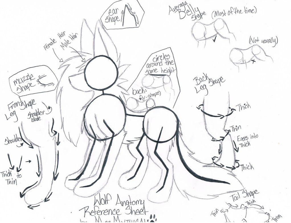 1021x782 Wolf Anatomy Reference Sheet - Wolf Anatomy Drawing