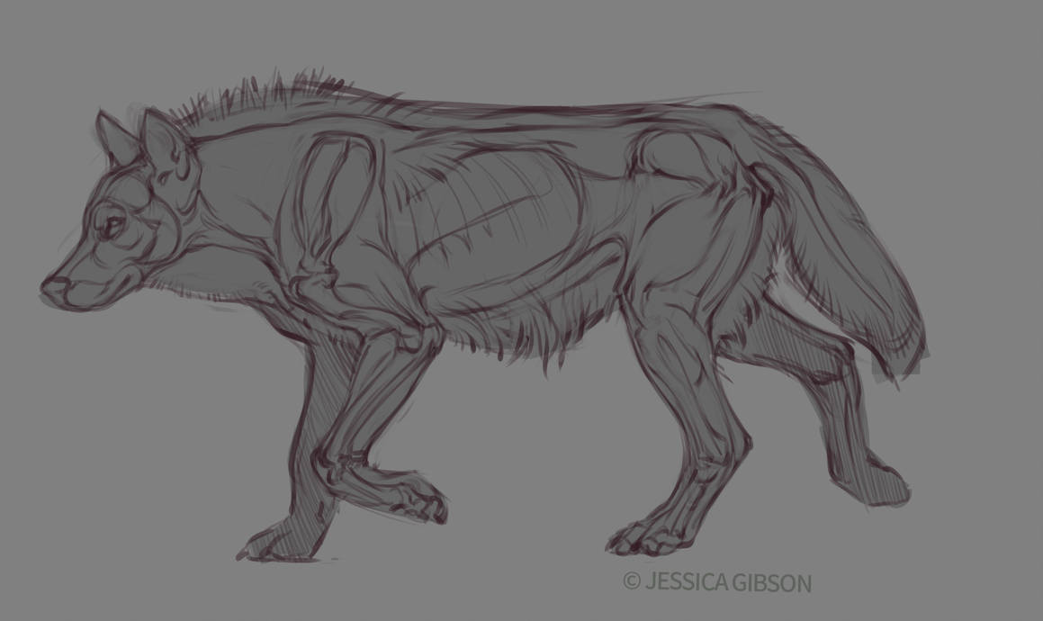 Wolf Anatomy Drawing at Explore collection of Wolf