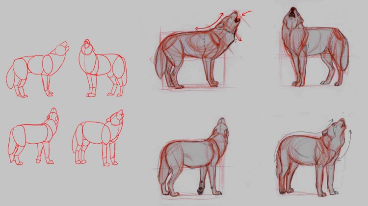 750x420 Anatomy Archives - Wolf Anatomy Drawing