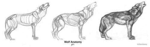 500x159 Wolf Drawing, How To Draw, And Drawing Wolf Image - Wolf Anatomy Drawing