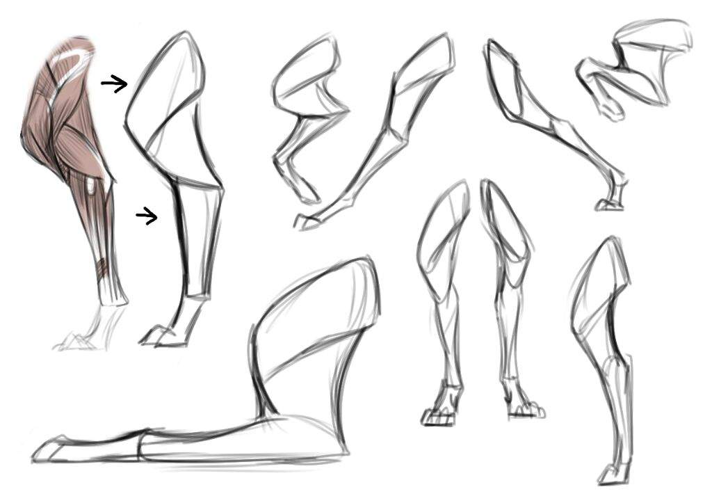 1024x723 Anatomy Tips Art Amino - Wolf Anatomy Drawing