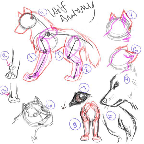 600x600 Basic Wolf Anatomy - Wolf Anatomy Drawing