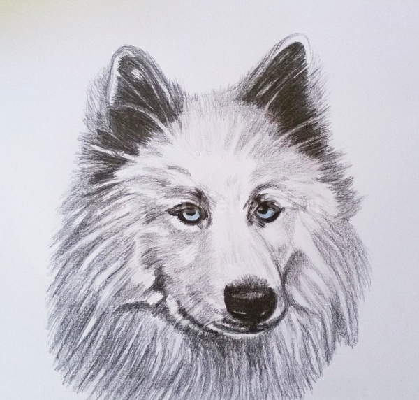 Wolf Animal Drawing