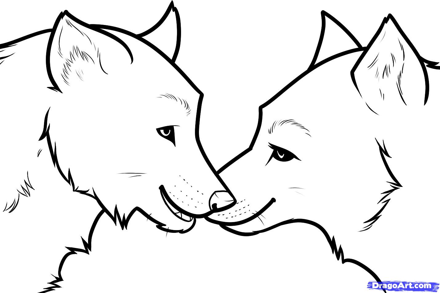 1429x950 How To Draw Wolf Love, Wolf Love, Step - Wolf Animal Drawing