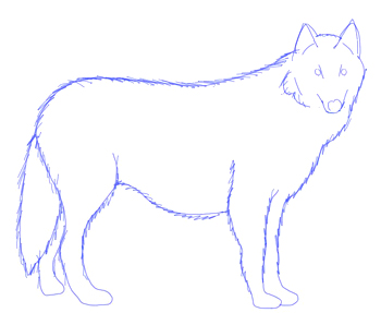 350x287 How To Draw A Wolf - Wolf Animal Drawing