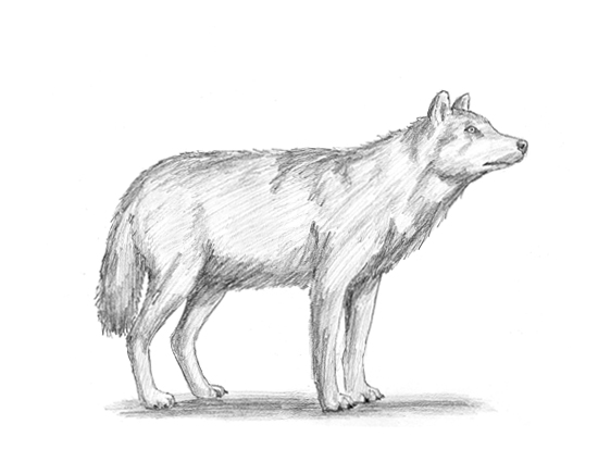 550x425 How To Draw A Wolf - Wolf Animal Drawing