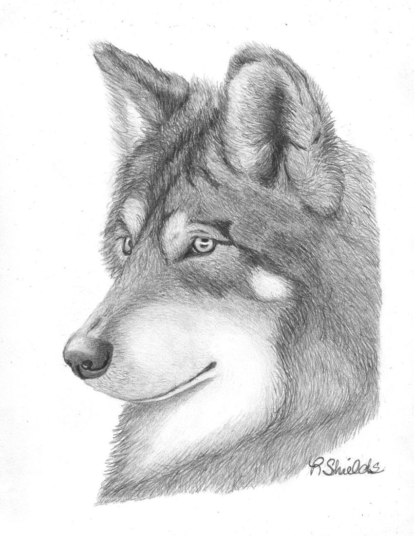 850x1100 Wolf Drawings Sketch - Wolf Animal Drawing