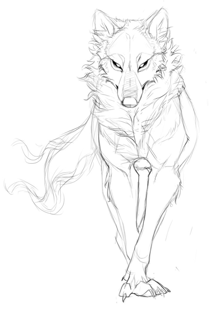 735x1050 Wolf Drawings Best Coloured Pencil Graphite Animal Drawing - Wolf Animal Drawing