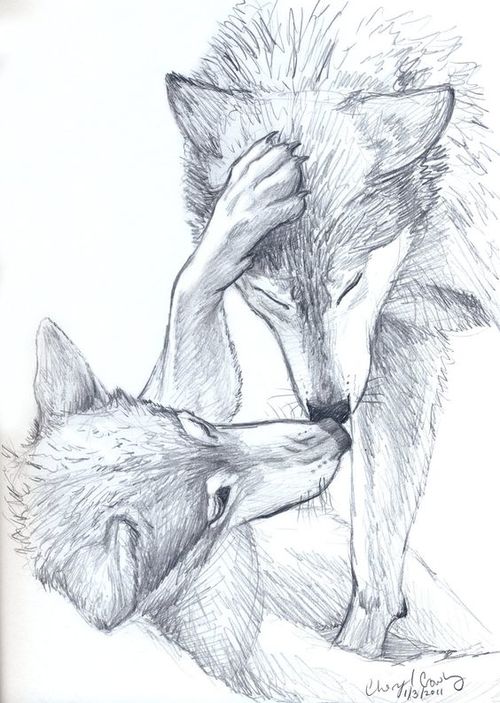500x703 Wolves Sketch - Wolf Animal Drawing