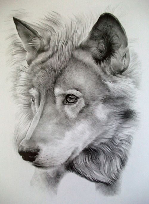 500x683 Wolf - Wolf Animal Drawing