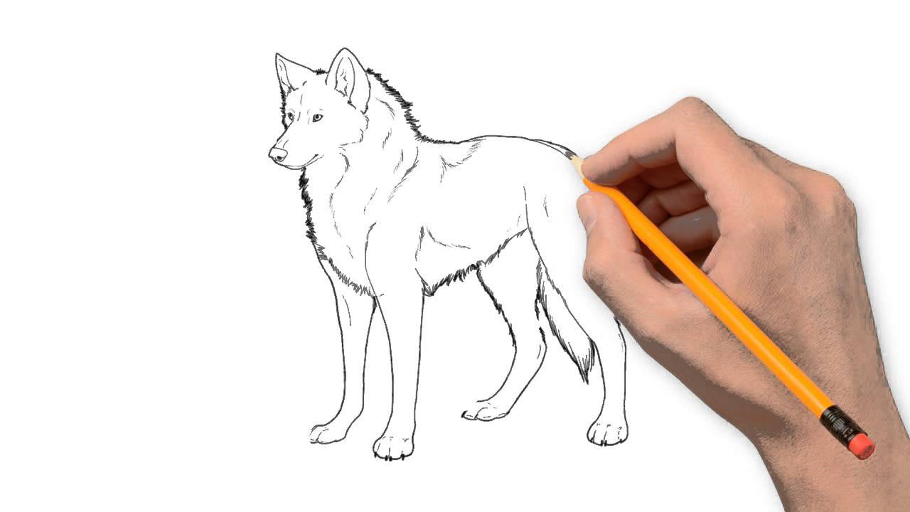 1280x720 Wolf Animals Pencil To Draw Step - Wolf Animal Drawing