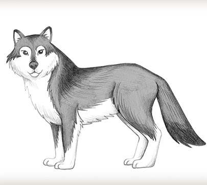 405x362 Draw A Wolf - Wolf Animal Drawing