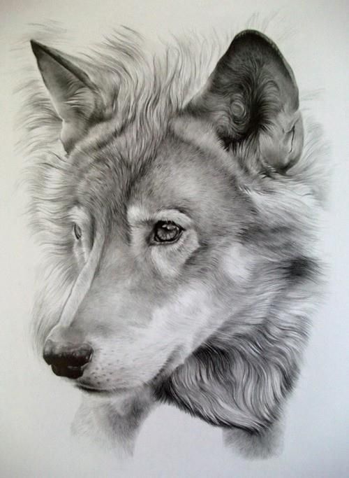 500x683 pencil sketch of a majestic wolf awesome art art, drawings - Wolf Art Drawings