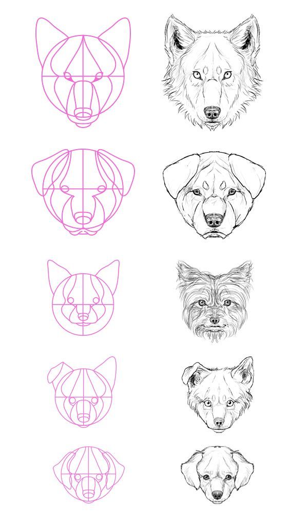 How To Draw A Wolf Face Step By Step For Beginners Drawing Tutorial Easy