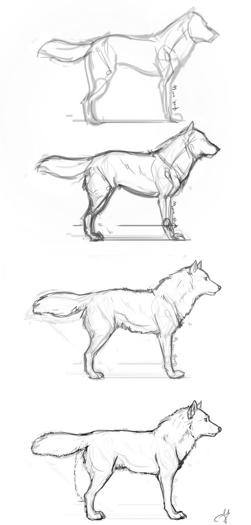 491x1024 Guides To Drawing Wolves Steps - Wolf Body Drawing