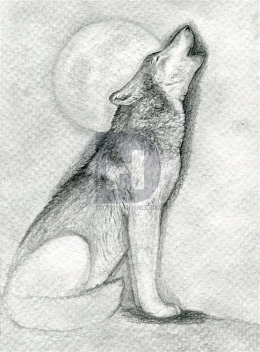 532x720 How To Draw A Howling Wolf, Step - Wolf Body Drawing