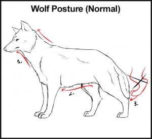 300x276 How To Draw A Wolf Body - Wolf Body Drawing