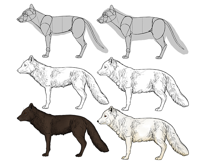 700x554 How To Draw A Fox Step - Wolf Body Drawing