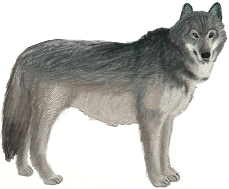 450x372 How To Draw A Wolf - Wolf Body Drawing