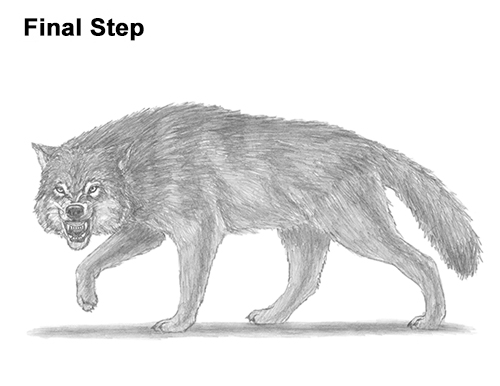 500x386 how to draw a wolf growling - Wolf Body Drawing