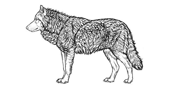 688x365 how to draw a wolf head and shoulders, knees and paws - Wolf Body Drawing
