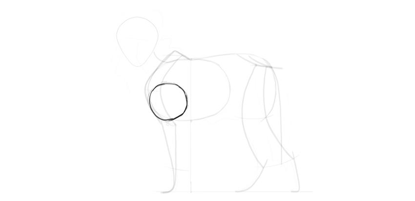 850x413 How To Draw A Wolf Step - Wolf Body Drawing