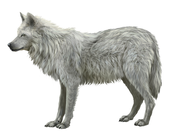 600x481 How To Paint Quick Realistic Fur Using Photoshop Psdfan - Wolf Body Drawing