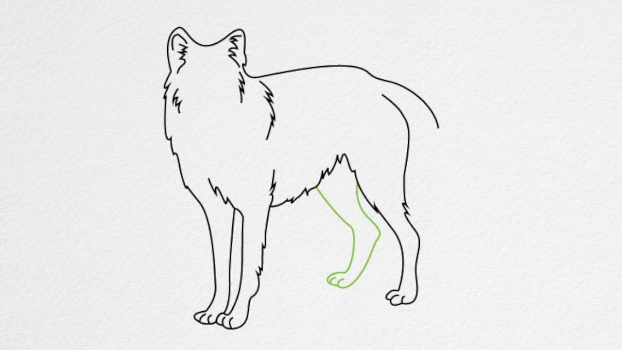 1280x720 How To Draw A Wolf Step - Wolf Body Drawing