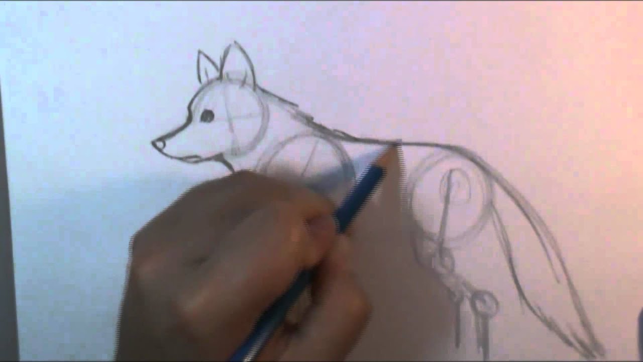 1280x720 How To Draw A Wolf Body - Wolf Body Drawing