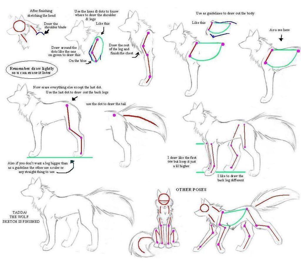 1024x896 How To Drw Wolves Part Body - Wolf Body Drawing