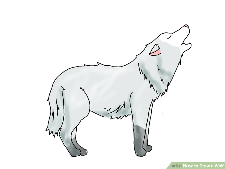 728x546 Ways To Draw A Wolf - Wolf Body Drawing