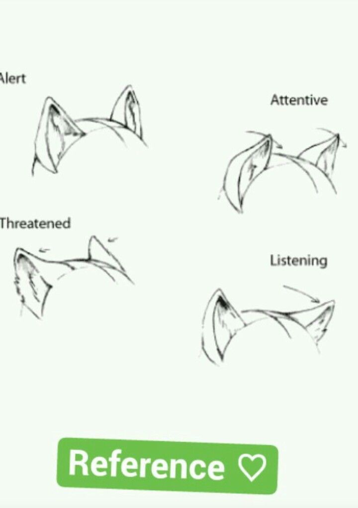720x1021 Wolf Body Language Ears Art Tutorials In Animal Drawings - Wolf Body Drawing