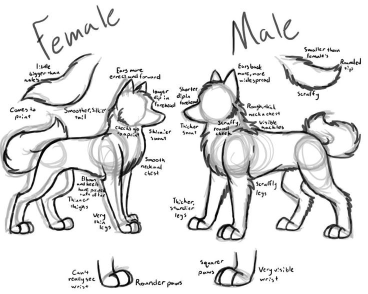 736x588 a good way to draw female and male wolves ella's stuff - Wolf Body Drawing