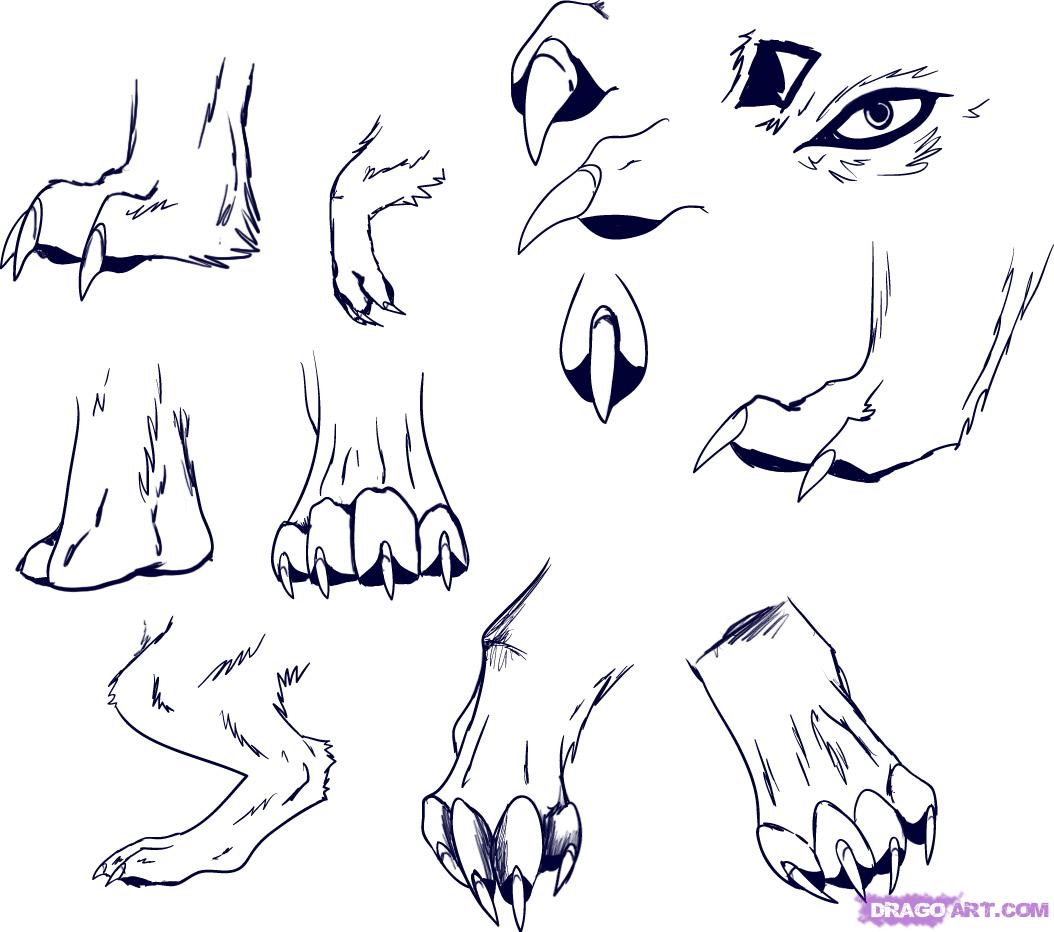 1054x932 how to draw wolf paws, step - Wolf Claw Drawing