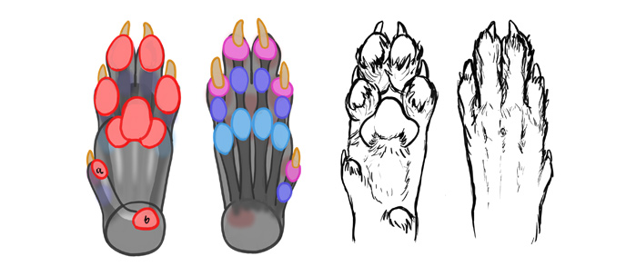 688x293 how to draw a wolf head and shoulders, knees and paws - Wolf Claw Drawing
