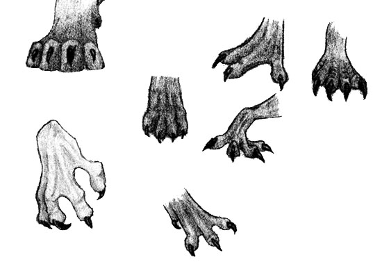 550x390 lion claw tattoo image group - Wolf Claw Drawing