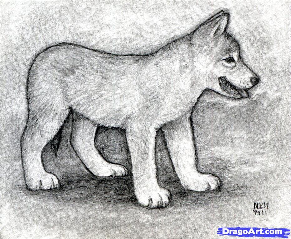 Wolf Cub Drawing at Explore collection of Wolf Cub